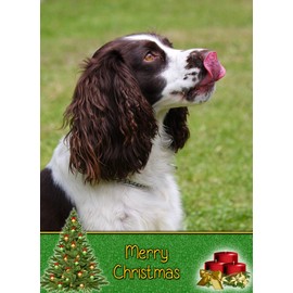 Springer Spaniel Dog Christmas Card 'Merry Christmas' - Special Animal Xmas Card for Him Her from Pets Kids