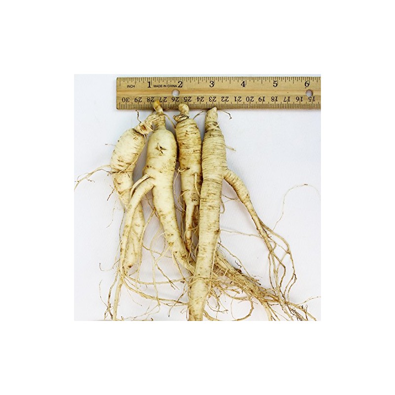 WOHO Cultivated Fresh Ginseng American Ginseng Jumbo 8oz (6-8 Roots)