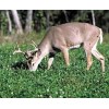 Feeders Outdoors 10lbs JUMBO LADINO WHITE CLOVER Seed For Deer
