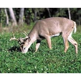 Feeders Outdoors 10lbs JUMBO LADINO WHITE CLOVER Seed For Deer Food Plot Turkey Very Large Leaf