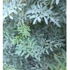 Dylman Gardens Rue Plant With Pot 7” Ruta graveolens Herb