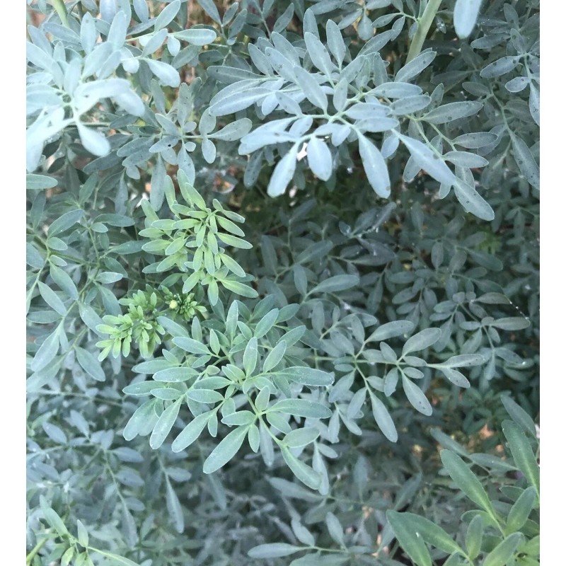 Dylman Gardens Rue Plant With Pot 7” Ruta graveolens Herb