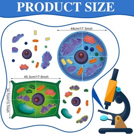 VercanMonth Magnetic Animal and Plant Cell Anatomy Model Clearly Labeled Animal Cell Model Educational Science Kits for Biology Cell Anatomy and Science Projects Classroom Learning Teaching Aid