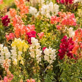 Sonnet Series Snapdragon Mix ~25 Seeds – Antirrhinum majus – 115–121 Days – Annual – 18–24" Tall Cut Flower – Mixed Colors – Cold-Hardy Blooms – Non-GMO – Cool Weather Flower Seeds