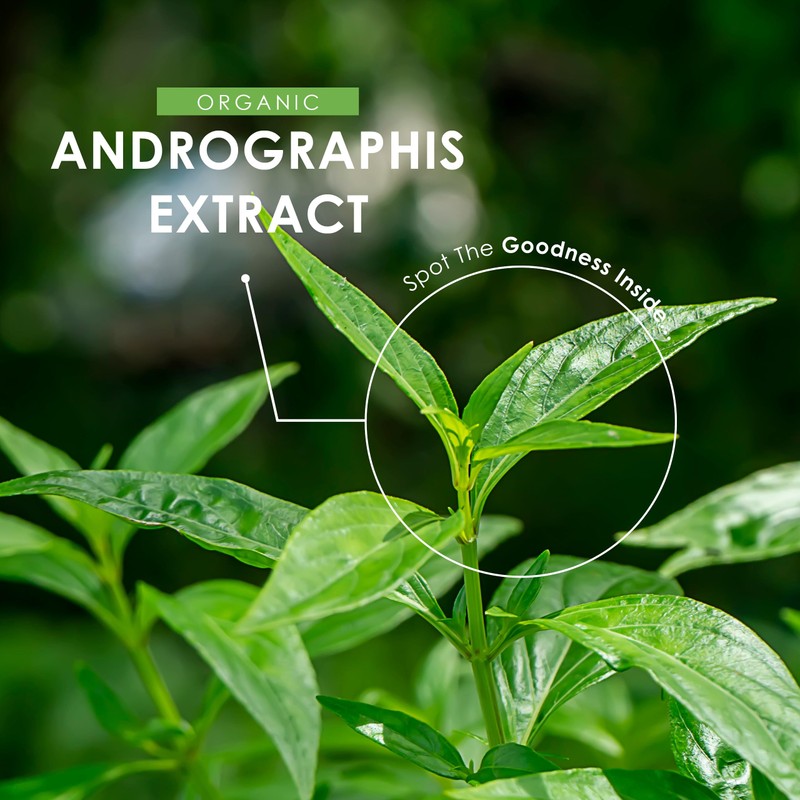 Andrographis Extract 500mg – High Strength Andrographis Paniculata Extract Equivalent