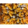 8V-LED LAMPs(BUY(3)GET(3)FREE)G-7700 G6000 G-7500 G-8000 G-9000 G-9700 Sansui