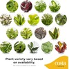 Costa Farms Live Indoor Plant Bundle in Plastic Pots, Easy