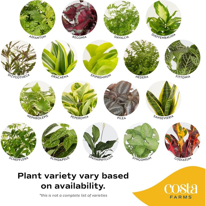 Costa Farms Live Indoor Plant Bundle in Plastic Pots, Easy