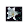 Flower Essence Services Easter Lily Dropper Herbal Supplements, 0.25 Ounce