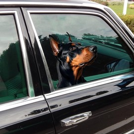 WANDUZHU 3D Cute Dog Stickers for Car Window Decals Waterproof Funny Animal Decal Sticker Car Truck SUV (Doberman, Left Side)