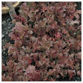 Everwilde Farms - 1 Lb Red Salad Bowl Lettuce Seeds - Gold Vault
