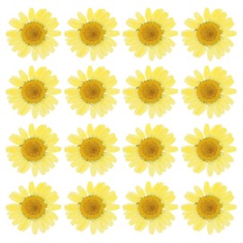 PATIKIL 48 Pcs Dried Pressed Flower Natural Dried Daisy Flower for DIY Art Crafts House Decoration Nails Decoration,Lemon Yellow