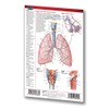 Cardiorespiratory System Pocket Chart - Medical Quick Reference Guide by