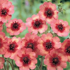 Outsidepride 250 Seeds Perennial Potentilla Melton Fire Nepal Cinquefoil Pink Flower Seeds for Planting