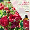 Rose Essential Oil 100ml (3.3 Fl Oz), ESSLUX Aromatherapy Essential