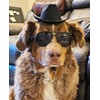 C17 Dog Pet Costume Set Retro Sunglasses Glasses + Fedora