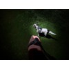Ironwear 8075 LED Adjustable Hands Free Flashlights for Dog Walking