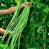 100+ Seeds Snake Oriental Yard Long Pole Bean Seed for