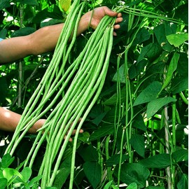 100+ Seeds Snake Oriental Yard Long Pole Bean Seed for Planting Green Noodle Beans Heirloom Non-GMO Vegetable Seeds