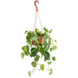 Shop Succulents Brasil Philodenron Heartleaf Hanging Plant, Live Indoor Plant, Easy Care Hanging Ivy Houseplant in Nursery Pot, Air Purifying Plant in Soil, Housewarming, Home Décor, Trails 2-4 Feet