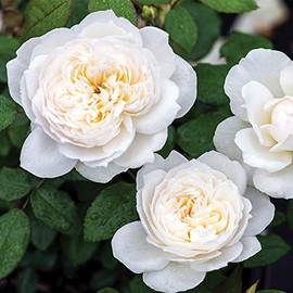 Heirloom Roses Rose Plant - Bolero™ White Rose Bush, Floribunda Live Plant for Planting Outdoors
