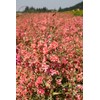 Clarkia Flower Seeds – Elegant Double Light Salmon (Clarkia Unguiculata)