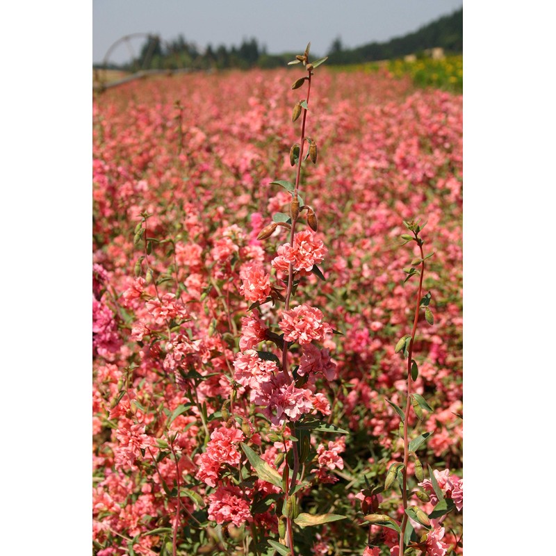 Clarkia Flower Seeds – Elegant Double Light Salmon (Clarkia Unguiculata)