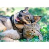 PET SUPPLEMENTS cat Immune System Support - PET Immune Support