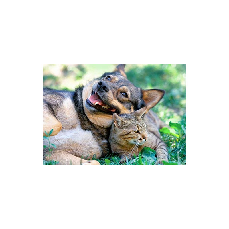 PET SUPPLEMENTS cat Immune System Support - PET Immune Support