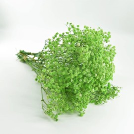Birtlynn Preserved Baby's Breath 3 Bunches, 100% Natrual Fresh Gypsophila Long Lasting Flowers for Vase Arrangements Home Decoration Photo Props Parties and Weddings, DIY Décor-Green