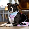 Max & Molly Dog Lead - Cherry Bloom, S