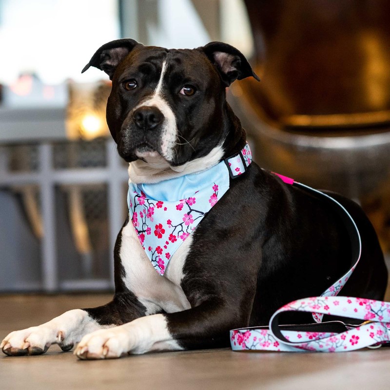 Max & Molly Dog Lead - Cherry Bloom, S