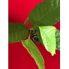 TRINITARIO Theobroma Cacao Cocoa Chocolate Fruit Tree Potted Plant RED