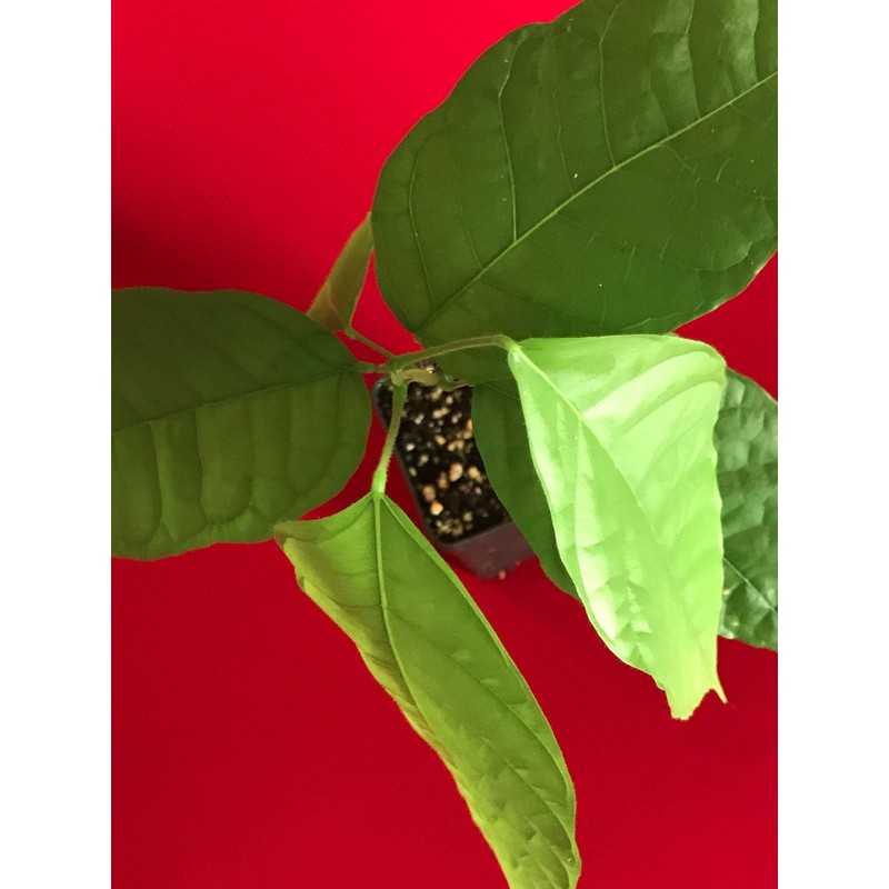 TRINITARIO Theobroma Cacao Cocoa Chocolate Fruit Tree Potted Plant RED