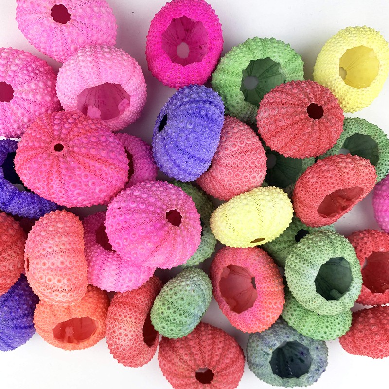 Worlds Dyed Assorted Sea Urchins Sea Shell 10PC 1"-2" Inch