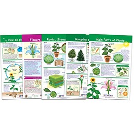 NewPath Learning-94-3501 All About Plants Bulletin Board Charts, Set of 5