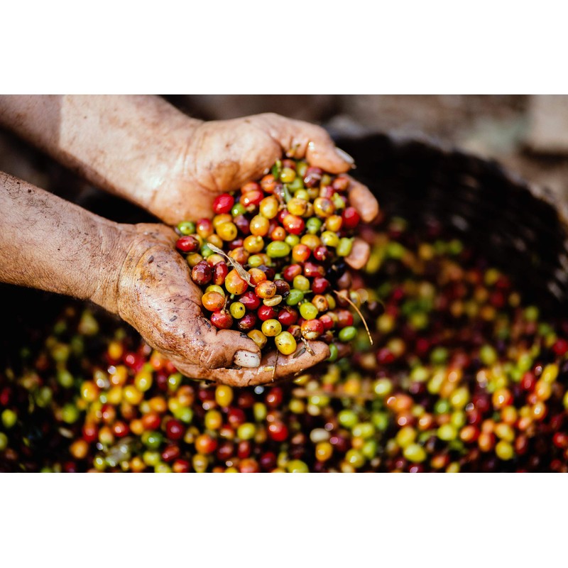 Jamaican Blue Mountain Coffee - 1 Pound - Medium Roast