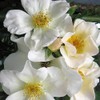 Heirloom Roses Rose Plant - Sally Holmes White Rose Bush,