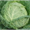 Cabbage Savoy Perfection Great Heirloom Vegetable by Seed Kingdom (1