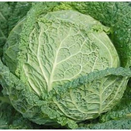 Cabbage Savoy Perfection Great Heirloom Vegetable by Seed Kingdom (1 OZ Seeds)