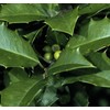 Ilex opaca (American Holly) Tree Seed, Spiny, Dull Green Leaves,