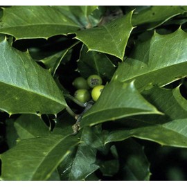 Ilex opaca (American Holly) Tree Seed, Spiny, Dull Green Leaves, Small, Dull Green-White, Solitary Flowers, Orange-red Fruits, You Choose The Quantity (1 Pack)