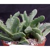 Faucaria tigrina Cacti Cactus Succulent Real Live Plant