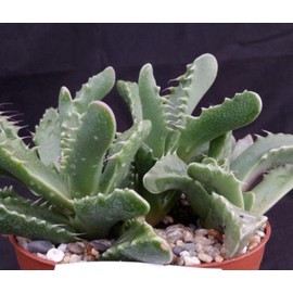 Faucaria tigrina Cacti Cactus Succulent Real Live Plant