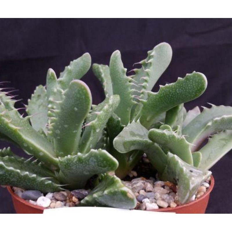 Faucaria tigrina Cacti Cactus Succulent Real Live Plant