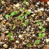Seishin Pottery Home Garden Easy Cultivation Kit Nemophila Indoor Flower