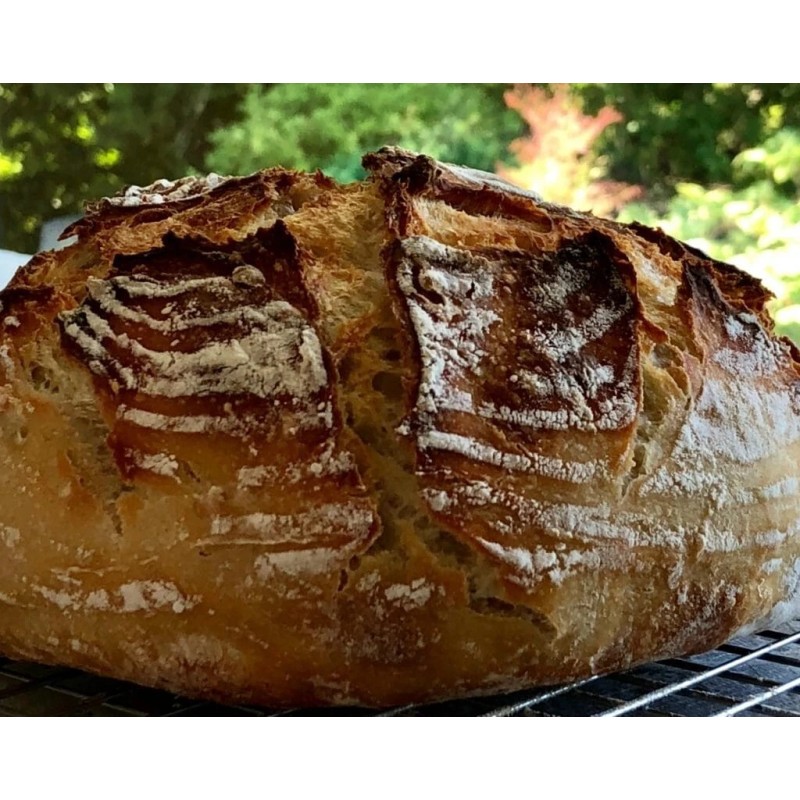 Heritage Sour SOURDOUGH STARTER DEHYDRATED STRONG 125+ YRS SAN FRANCISCO