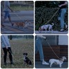 PetBonus 5 FT LED Dog Leash, Rechargeable Light Up Rope