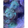 Live Saltwater Coral - Watermelon Discosoma Mushroom (Single Head)