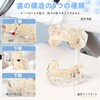UKYCEORA Transparent Disease Teeth Model, Dental Implant Bridge Dental Teaching